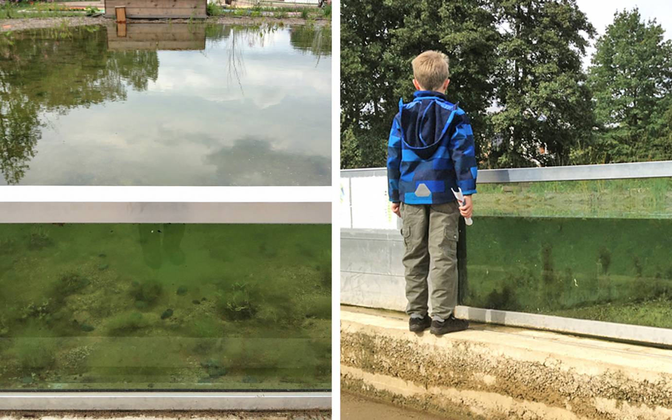 IGS Tümpelgarten Glasfenster Einblick Unterwasserwelt