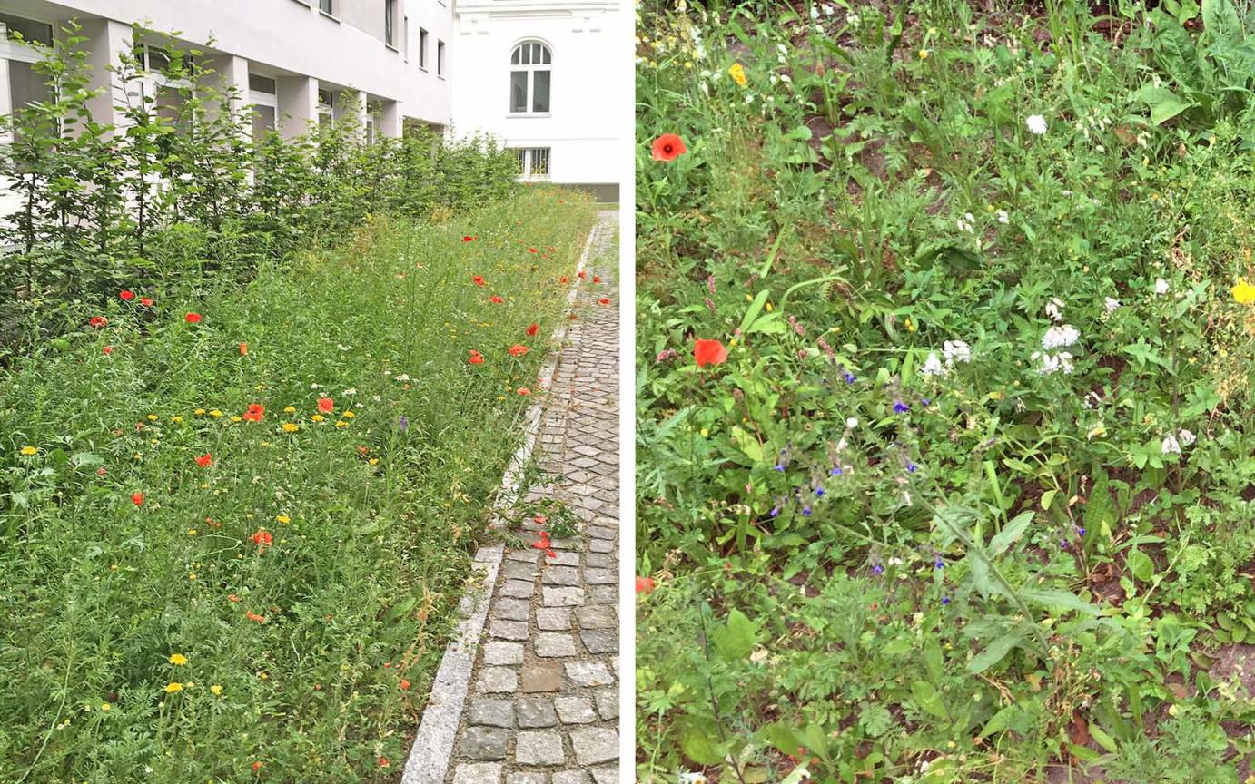 Armgartstraße Wildblumensaat Böschung